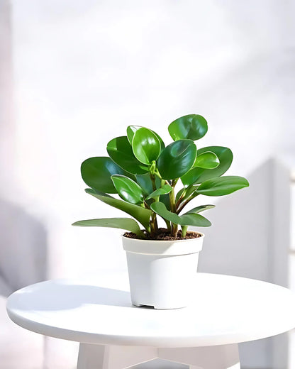 The Elegant Greenery Collection - Ixora, Peperomia, Black Money Plant & Philodendron