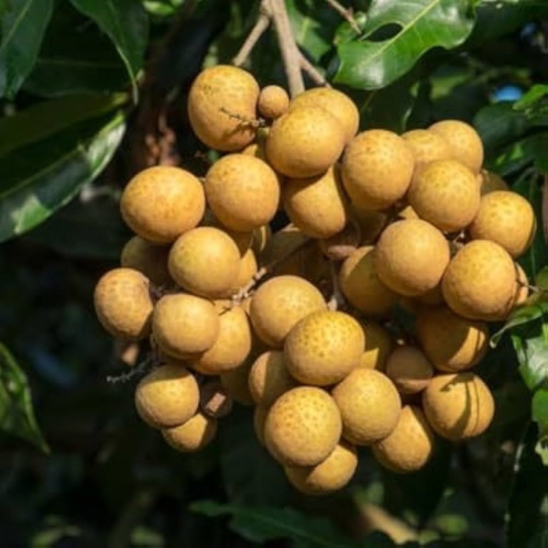 Ping Pong Longan Grafted Plant