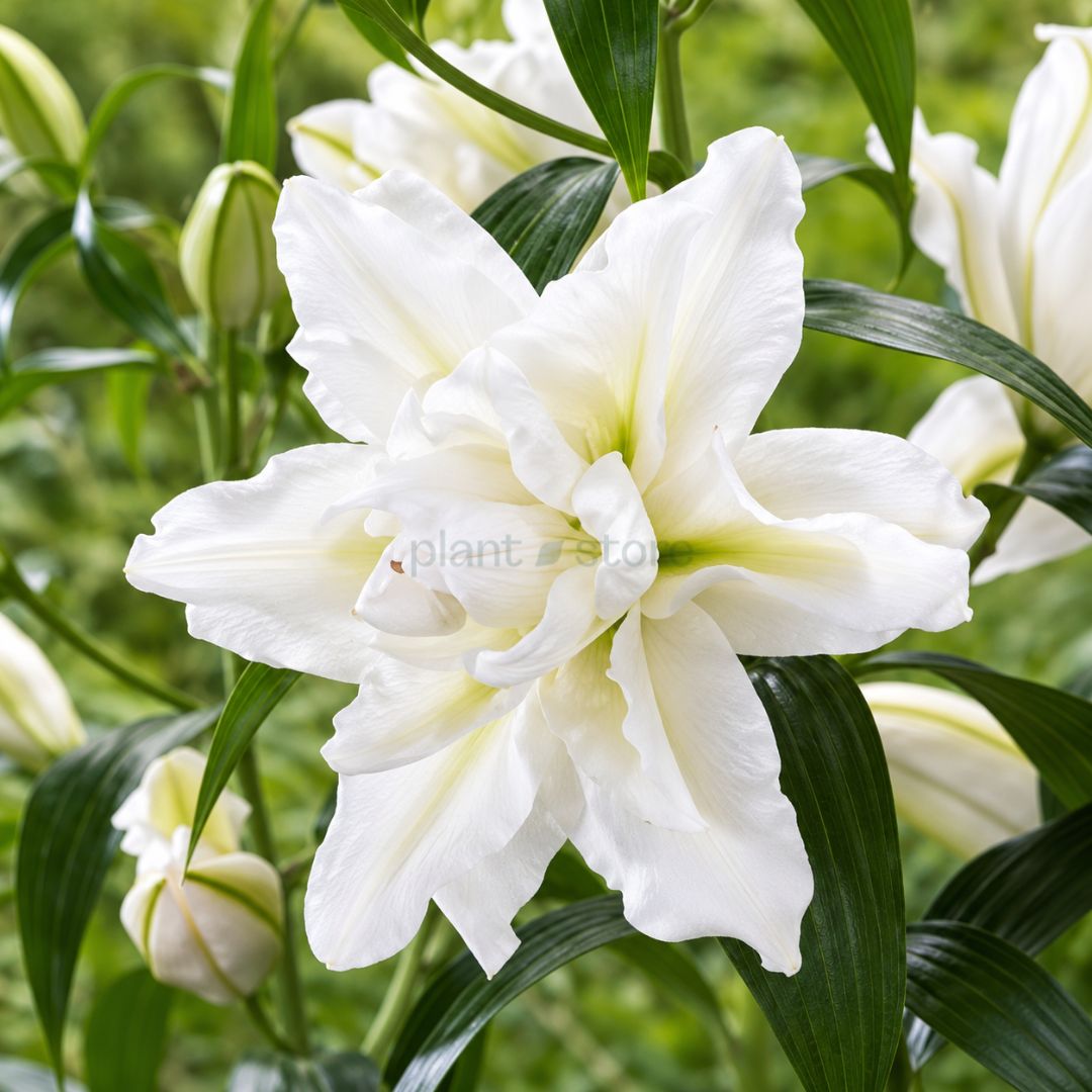 Rose Lily Bowl of Beauty Bulbs