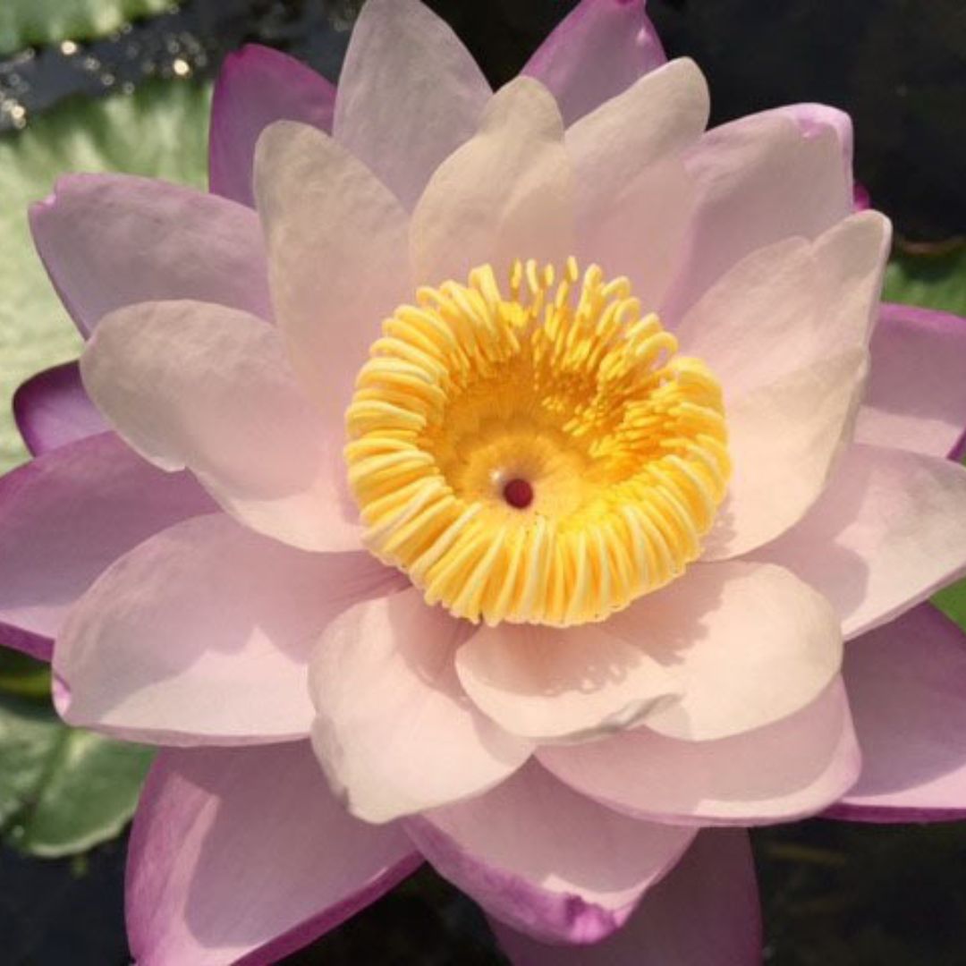 New Orleans Lady Australian Waterlily