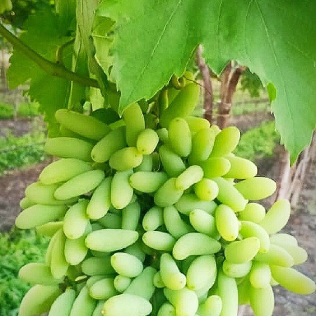 Anushka Green Grapes Plant