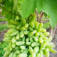 Anushka Green Grapes Plant