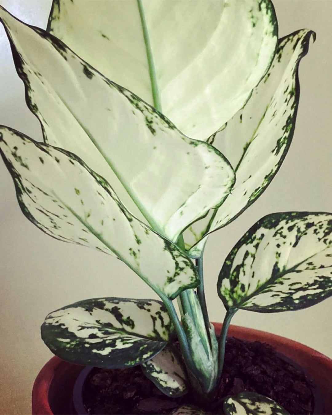 Aglaonema Super White