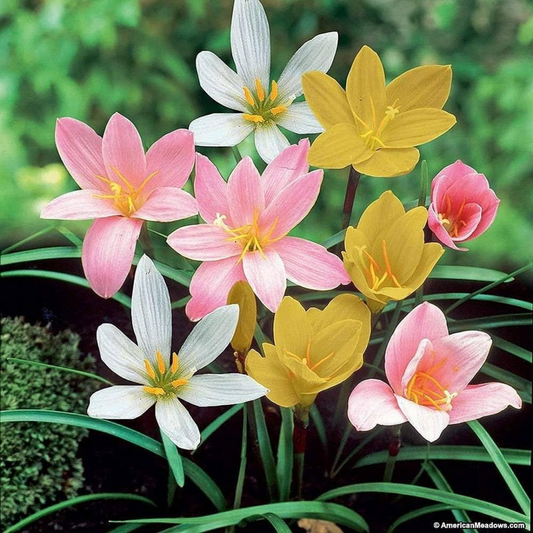 Rain Lily Bulbs – Mix Colours