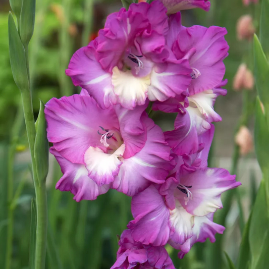 Gladiolus Bulbs - Mix Colour (Imported Bulbs)