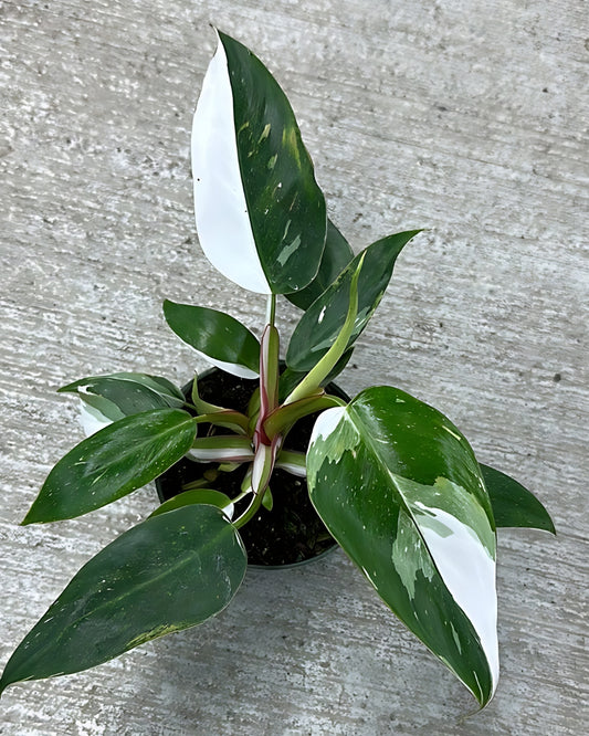 Philodendron White Princess