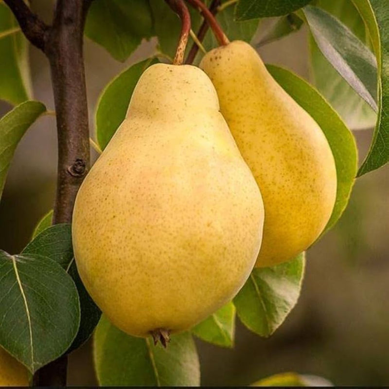 Pear (Babugosha) Grafted Tree