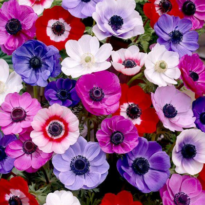 Anemone Bulbs - Mix Colours (Imported)