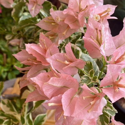 Sakura Bougainvillea (7 Inches Pot Size)
