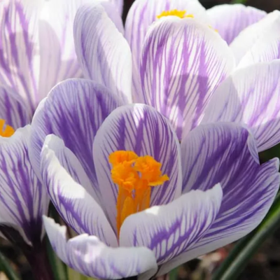 Flowering Crocus Bulbs