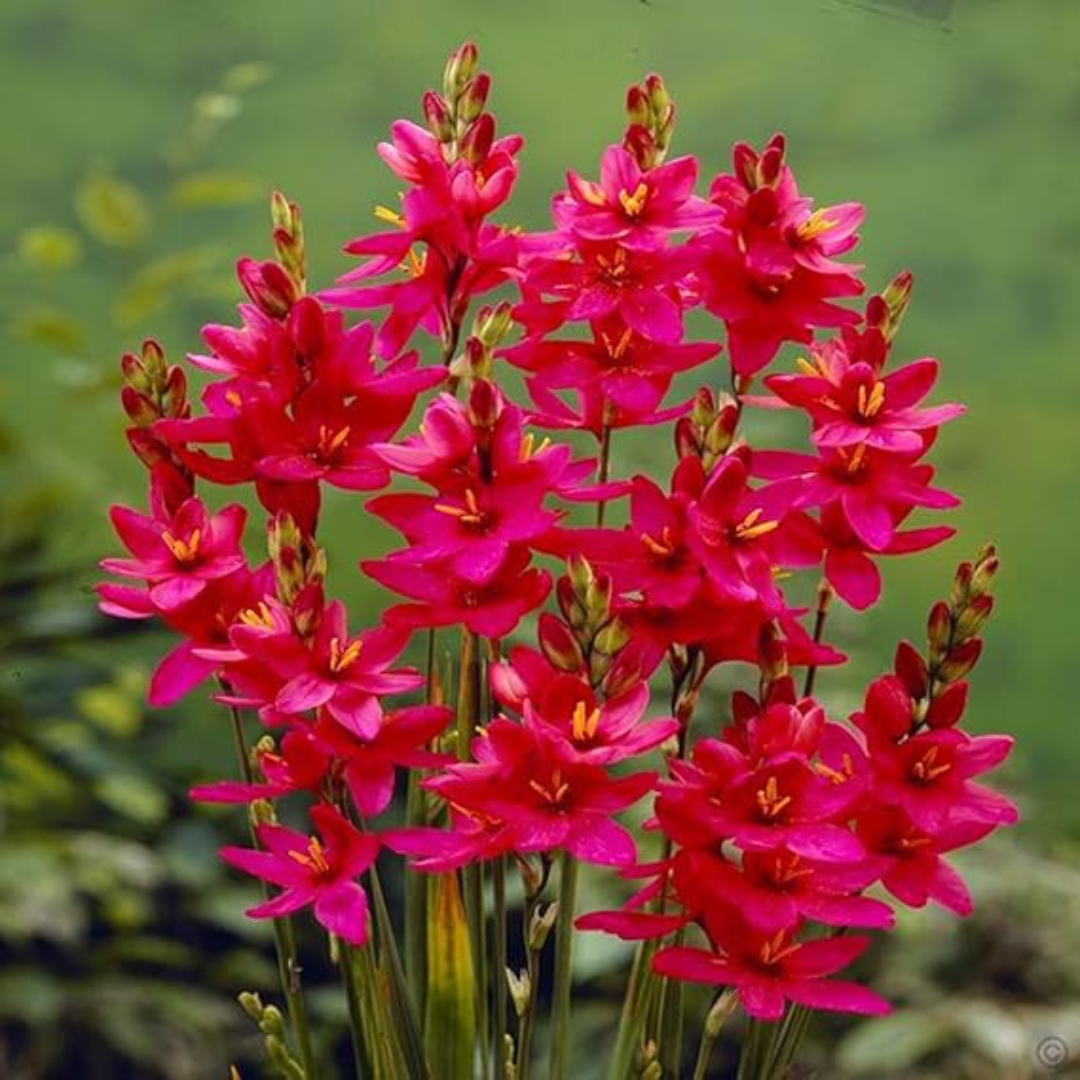 Ixia Bulbs(White & Red)