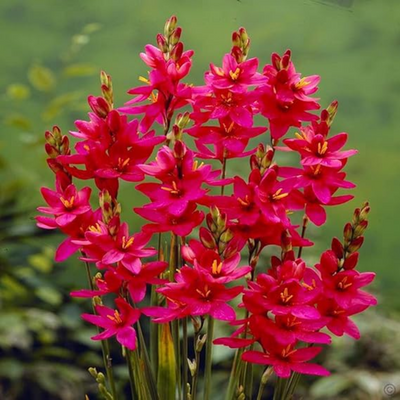 Ixia Bulbs(White & Red)