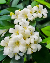 Madhu kamini Muraya (Satin Wood) - Scented Flowering Plant - plant store® 