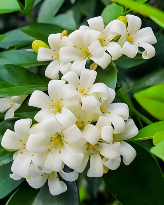 Madhu kamini Muraya (Satin Wood) - Scented Flowering Plant