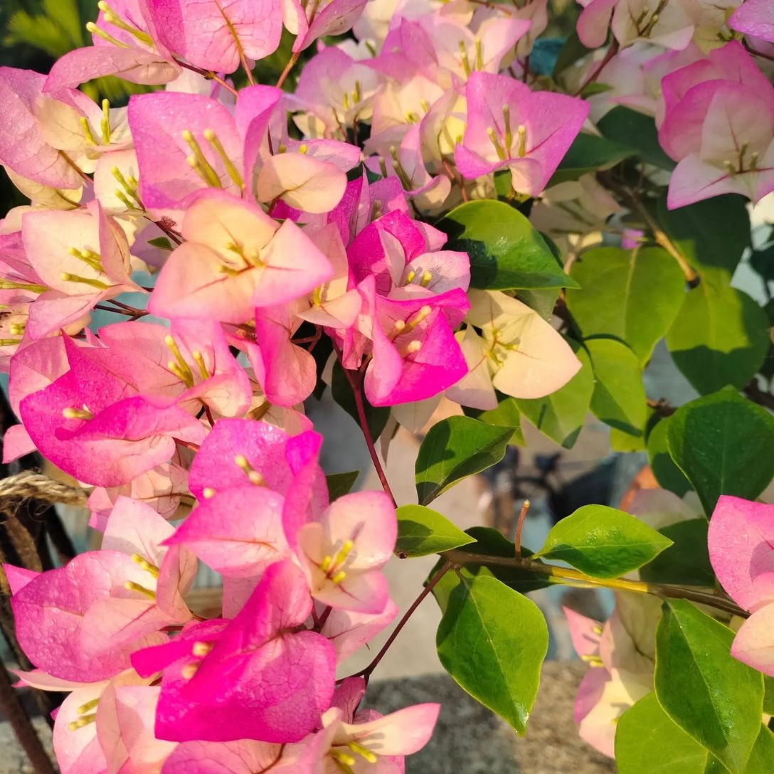 Thai delight Grafted Bougainvillea Plant
