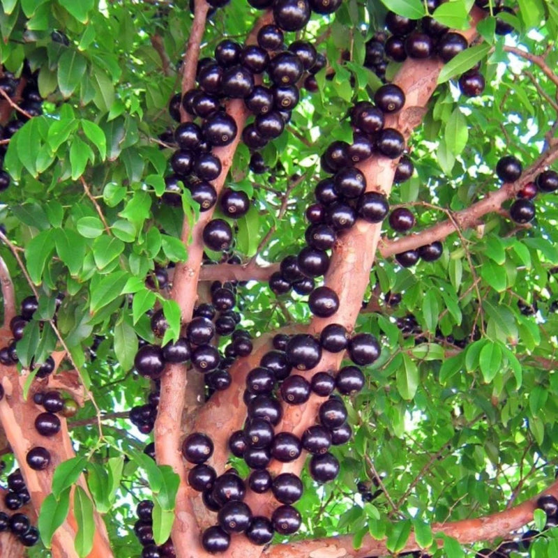 Jabuticaba Grafted Plant