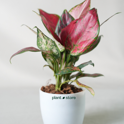 Aglaonema Lady Valentine