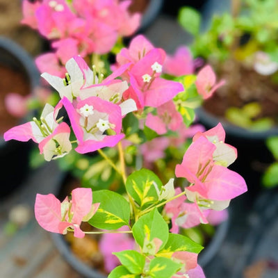 Timma Pink Bougainvillea (7 Inches Pot Size)