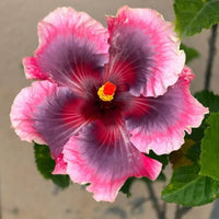 Wind Rosa Nine Yarns Hibiscus