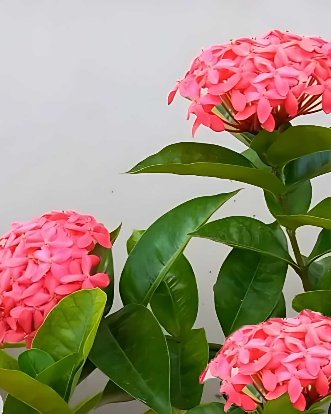 Ixora Flowering Plant