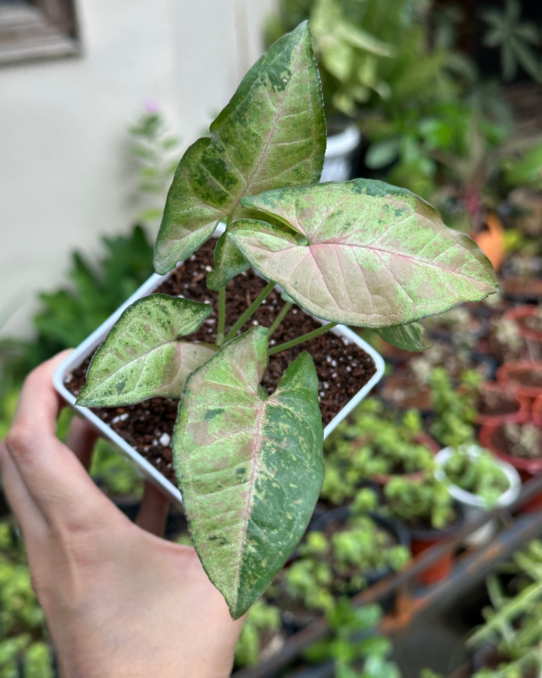 Syngonium Confetti Tricolour