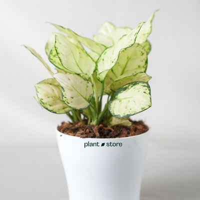 Aglaonema Super White