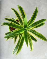 Dracaena Reflexa - Song Of India Plant with Pot - plant store® 