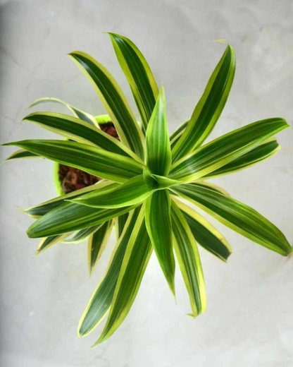 Dracaena Reflexa - Song Of India Plant with Pot