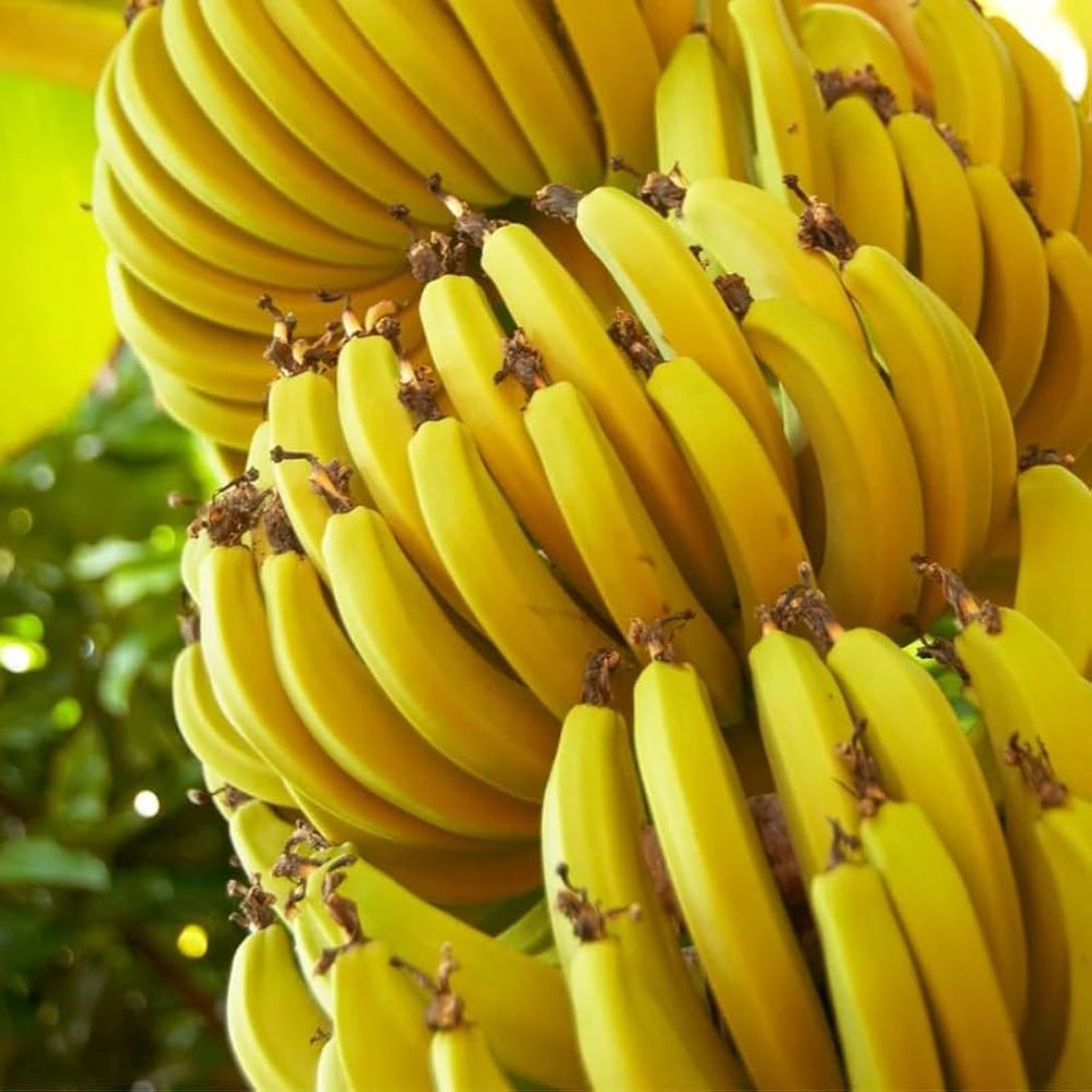 G9 Banana Tree