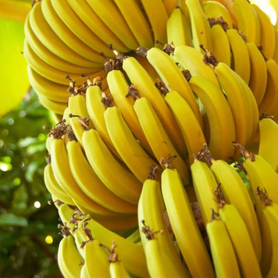 G9 Banana Tree