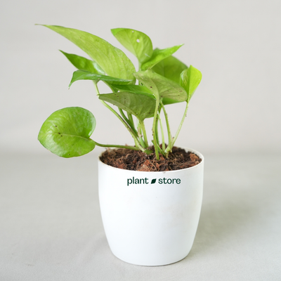 Green Money Plant