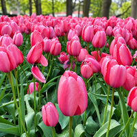 Dutch Tulip Pink Impression  Flowering Bulbs (Netherland Imported)