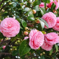 Camelia Plant