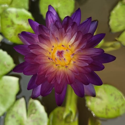 Purple Diamond Tropical Waterlily