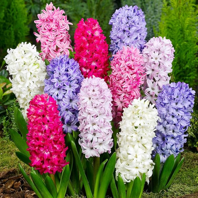 Hyacinth Bulbs - Mix Colours (Imported)