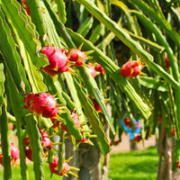 Dragon fruit - Red Flesh Plant