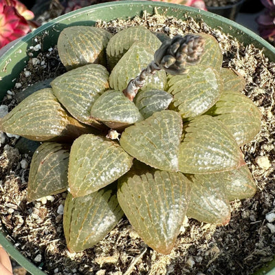 Haworthia Black Cooperi - Bare Rooted
