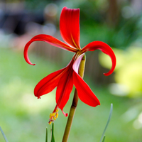 Aztec Lily Bulb