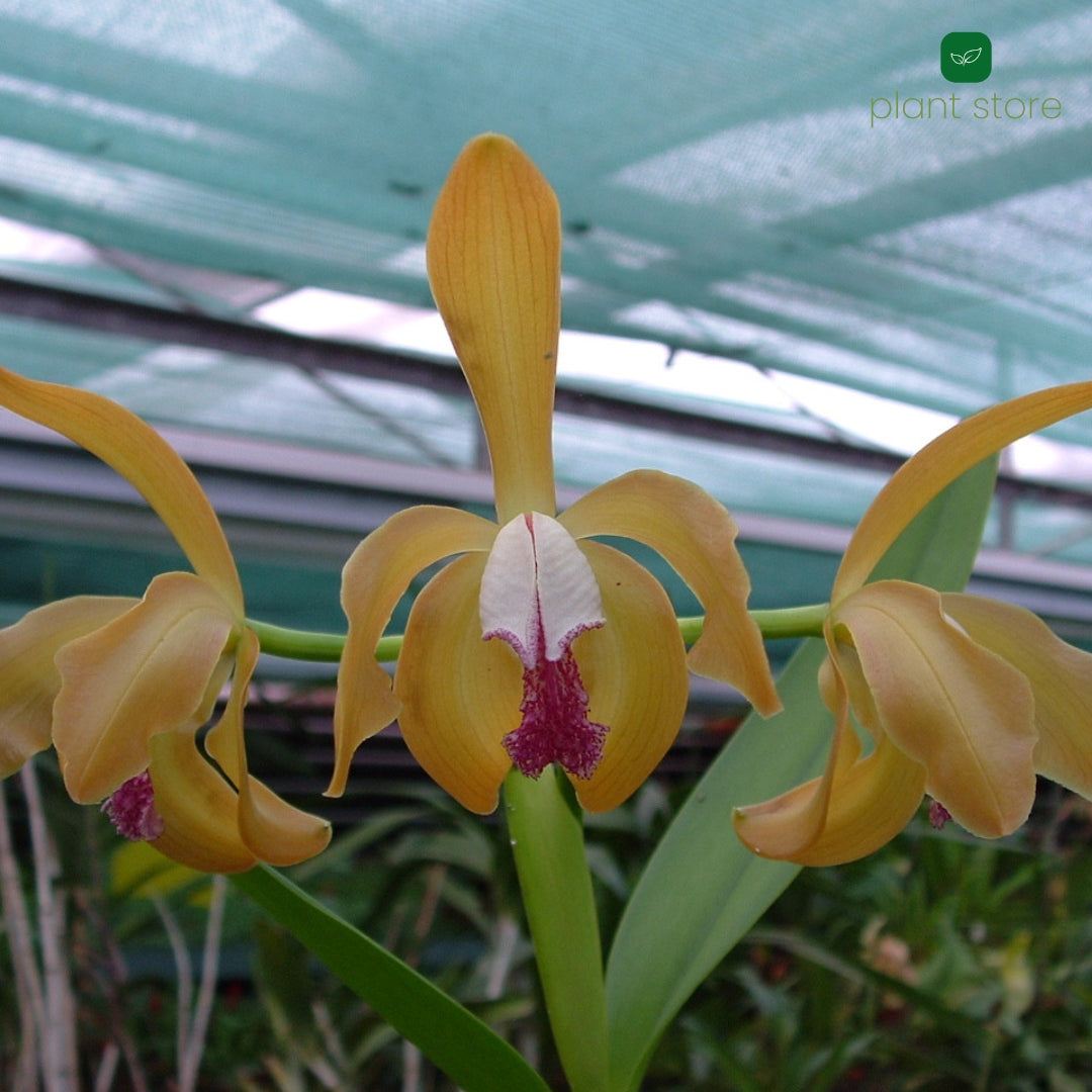 Cattleya Prophyro Glossa Blooming Size