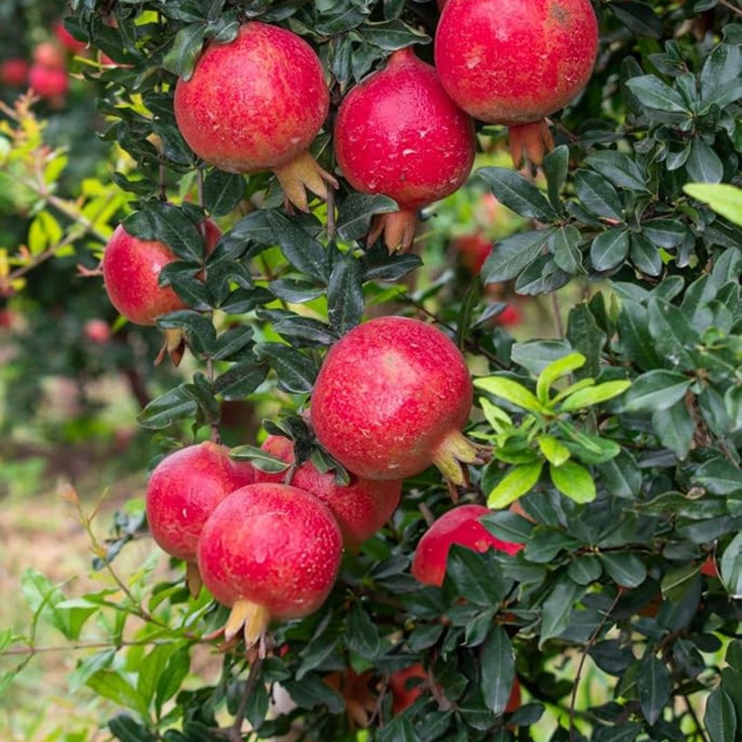 GM2 Pomegranate (Anar) Grafted Plant