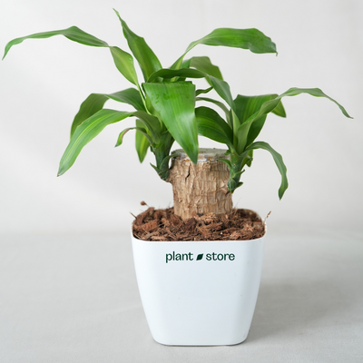 Brazilian Wood Plant - Potted Jumbo (Imported)