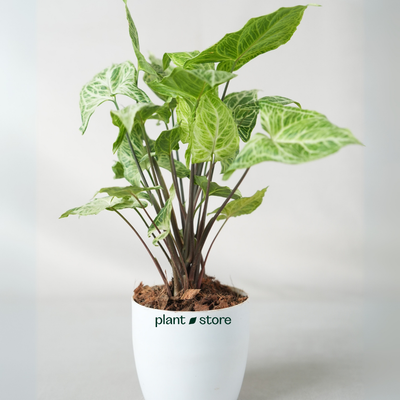 Syngonium Batik