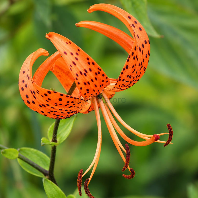 Tiger Lily Flowering Bulbs | Orange Spotted Lily – Plant Store®