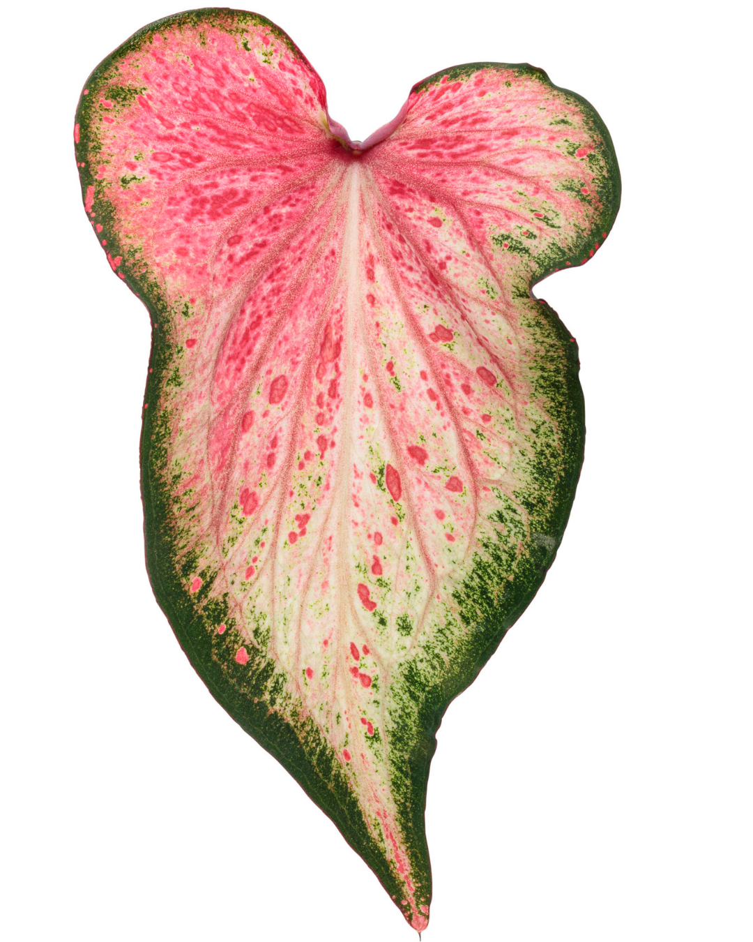 Caladium Pink Blush with Pot