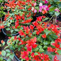 Brezza Red Grafted Bougainvillea Plant