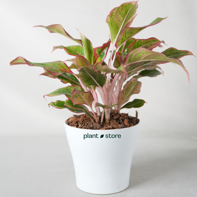 Aglaonema Lipstick Indoor Live Natural Plant