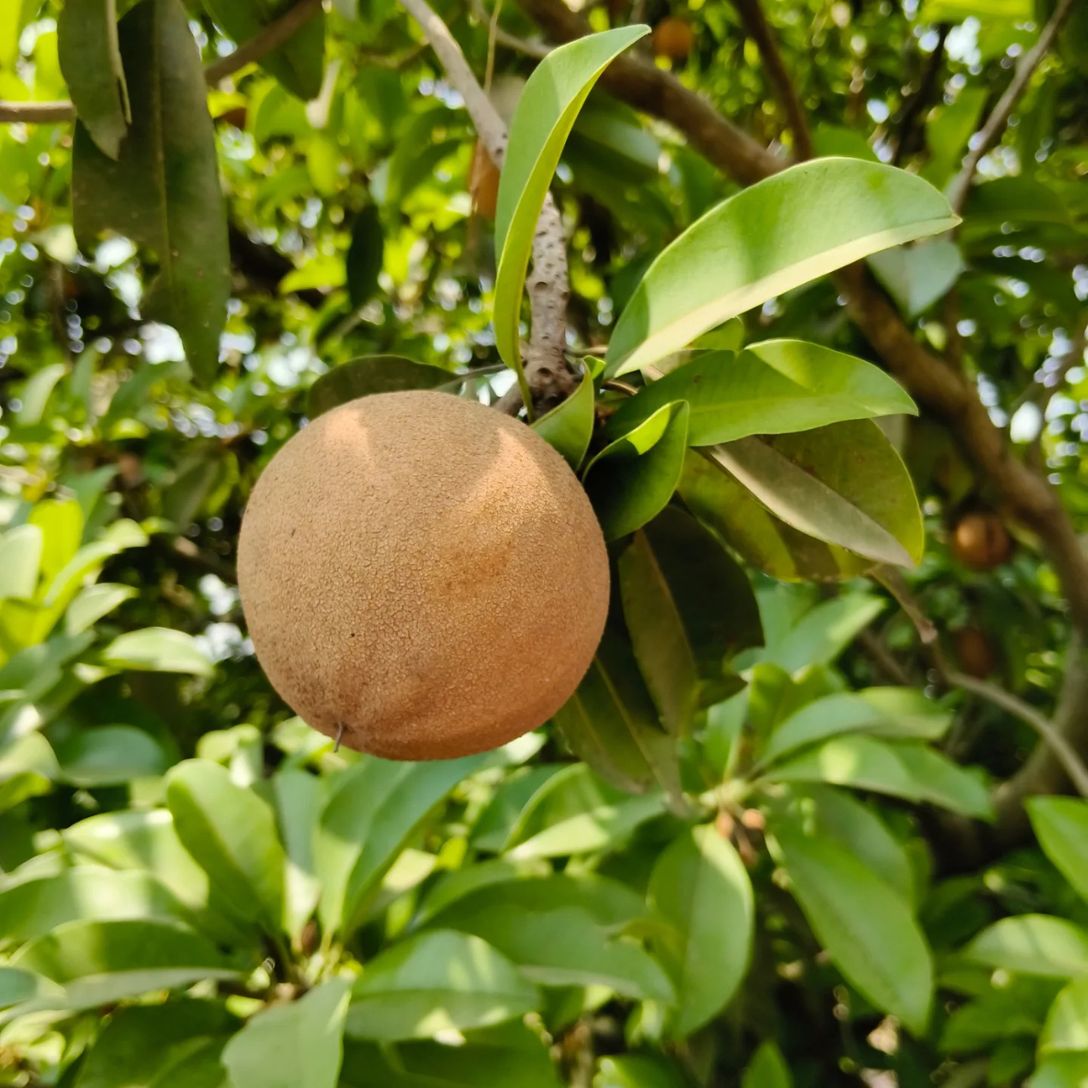PKM Chiku Grafted Tree