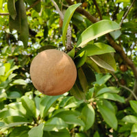 PKM Chiku Grafted Tree
