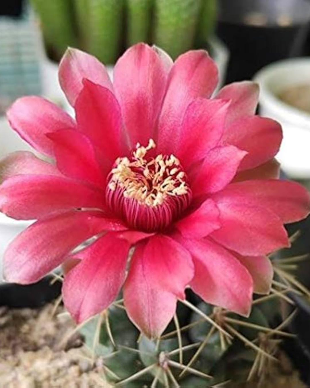 Gymnocalycium Baldianum Cactus Plant (Plant it Yourself) Bare Rooted