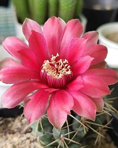 Gymnocalycium Baldianum Cactus Plant (Plant it Yourself) Bare Rooted